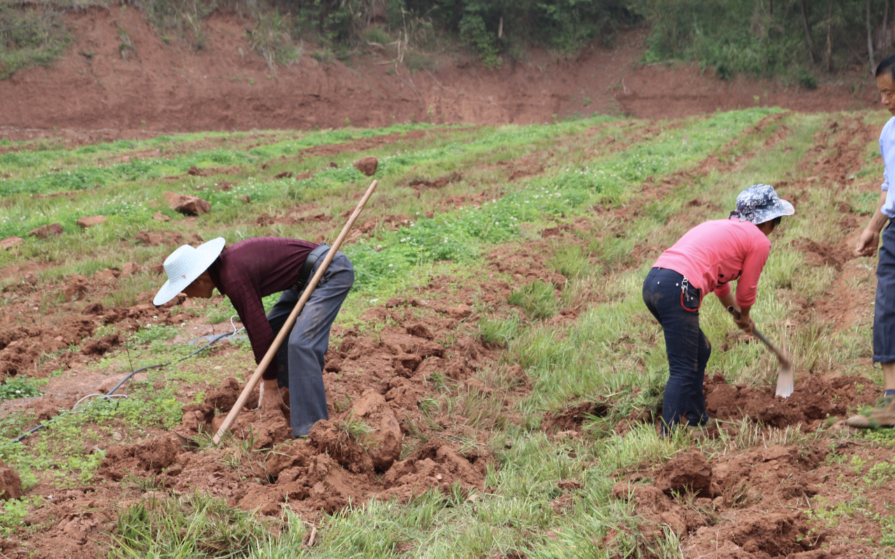 以中医药现代化成果带动当地多方共赢！重庆市潼南“智”种枳壳撬动产业富民