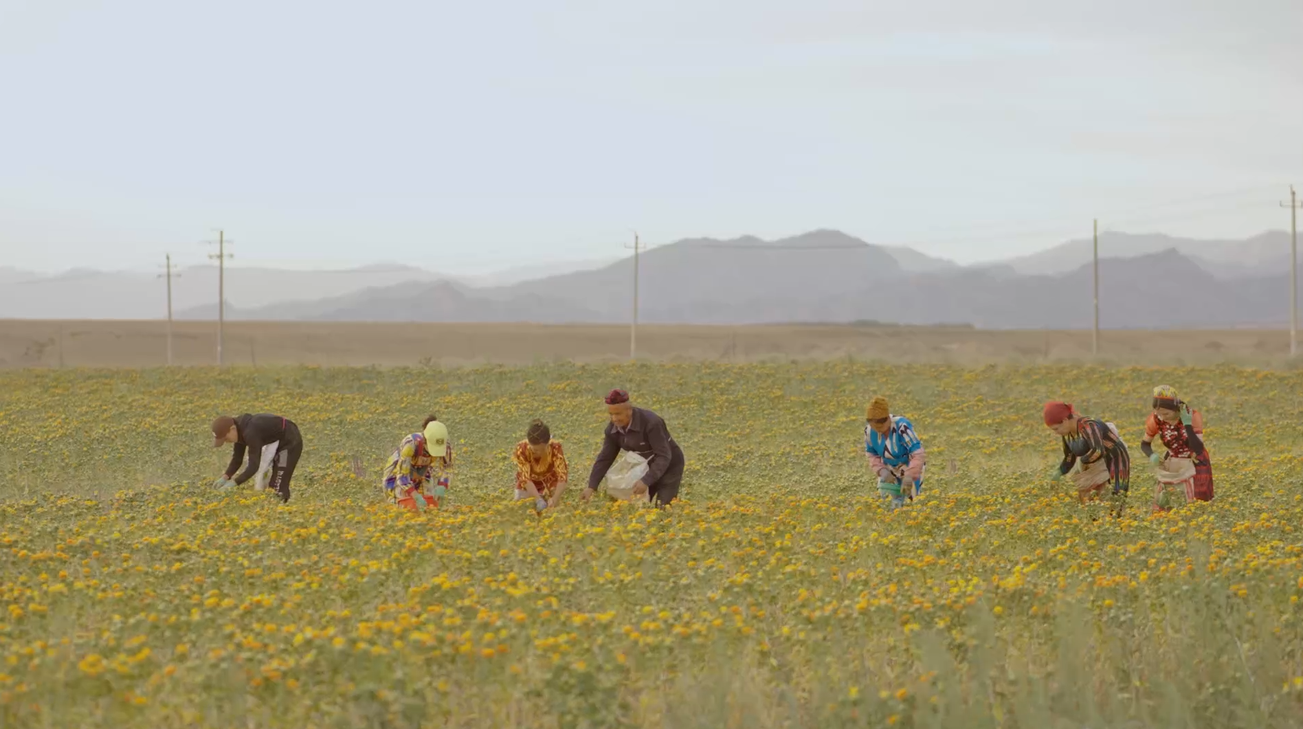 绿色与智能是竞争力！步长制药如何用绿色“智”造焕新本草香？