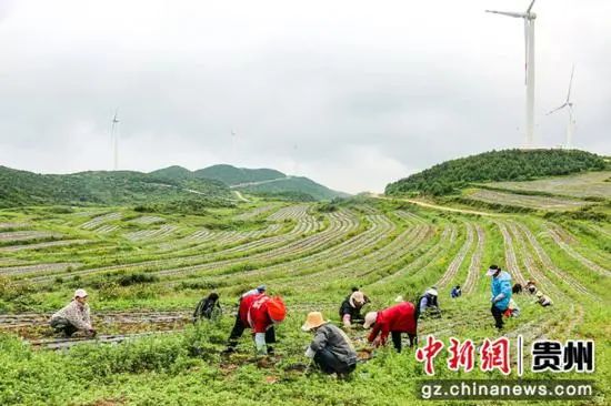 【中医药助力乡村振兴】贵州威宁:当归管护忙,致富有良方 【中医药助力乡村振兴】贵州威宁:当归管护忙,致富有良方