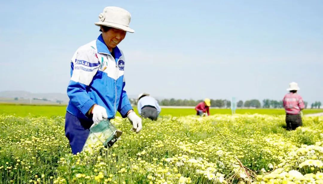 芦芽山下,锻造中医药强县富民“五寨模式”——国家中医药局定点帮扶五寨县三十周年纪实 芦芽山下,锻造中医药强县富民“五寨模式”——国家中医药局定点帮扶五寨县三十周年纪实