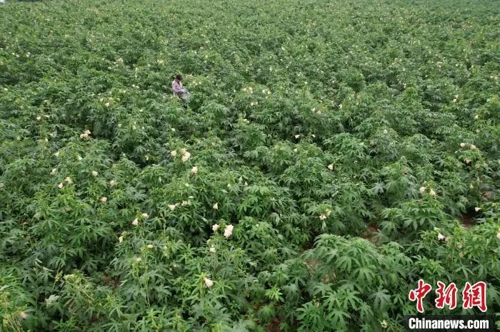 【中医药助力乡村振兴】河北内丘:野外“救心草”长成田间“致富花” 【中医药助力乡村振兴】河北内丘:野外“救心草”长成田间“致富花”