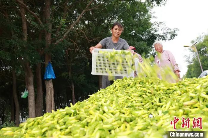 【中医药助力乡村振兴】河北内丘:野外“救心草”长成田间“致富花” 【中医药助力乡村振兴】河北内丘:野外“救心草”长成田间“致富花”