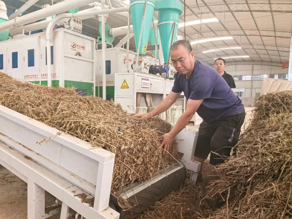 【中医药助力乡村振兴】重庆垫江:变草为宝种出致富路 【中医药助力乡村振兴】重庆垫江:变草为宝种出致富路