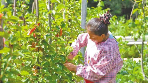【中医药助力乡村振兴】陕西柞水：“秦巴药苑”的“绿色银行”