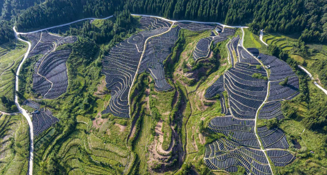 90%全国交易量，10亿年产值！重庆石柱：“苦”黄连酿出“甜”产业