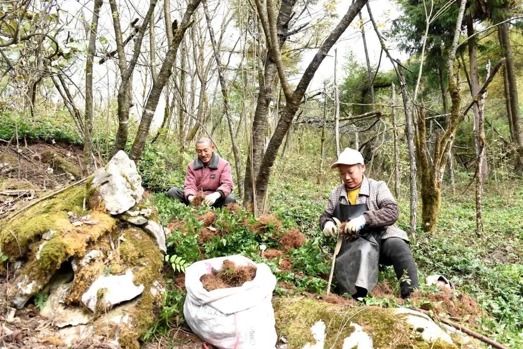 90%全国交易量，10亿年产值！重庆石柱：“苦”黄连酿出“甜”产业