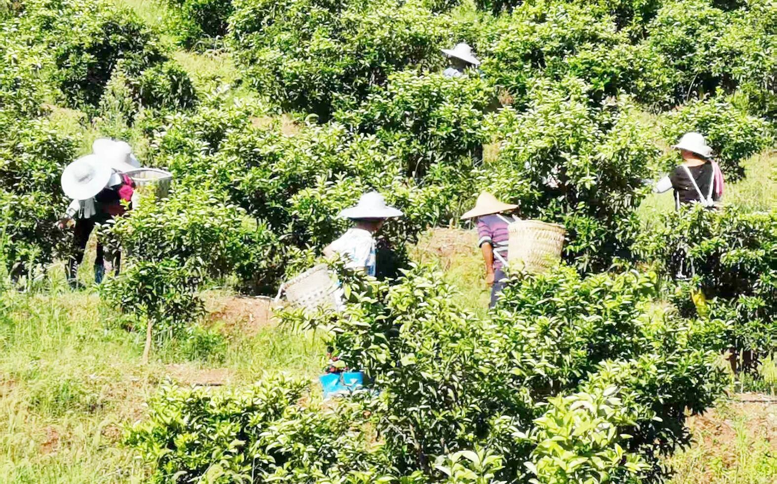 以中医药现代化成果带动当地多方共赢！重庆市潼南“智”种枳壳撬动产业富民
