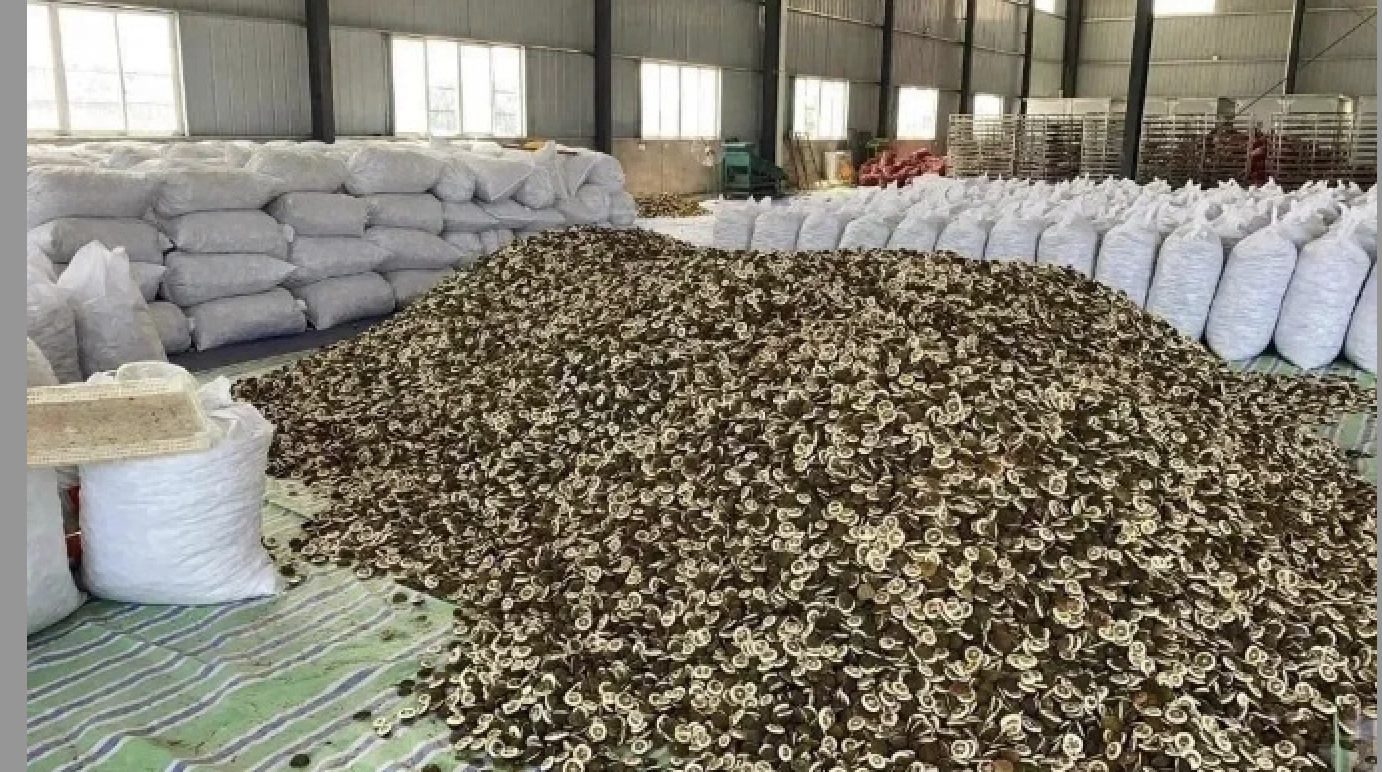 以中医药现代化成果带动当地多方共赢！重庆市潼南“智”种枳壳撬动产业富民