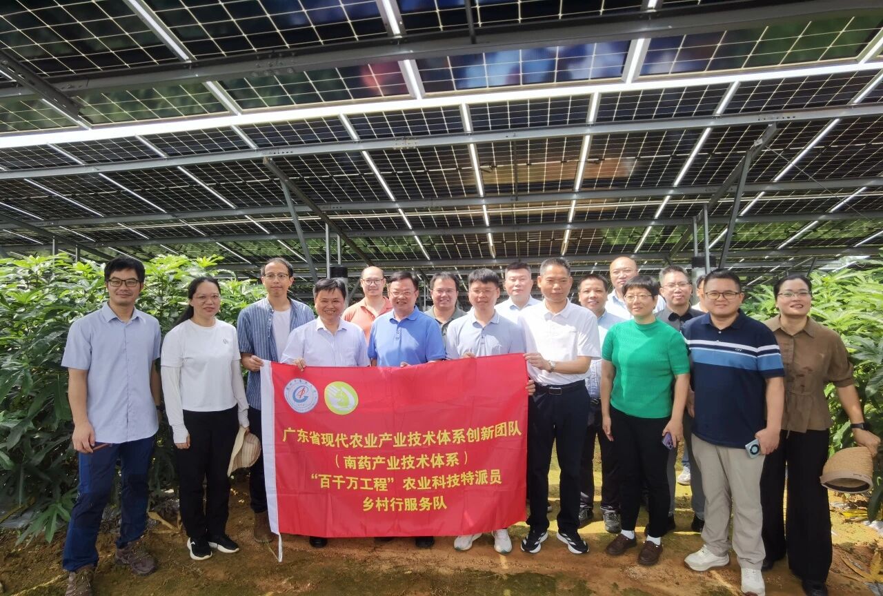 科技“唤醒”南药！广藿香荒坡扎根、化橘红变爆珠，詹若挺团队解锁“绿色宝藏”