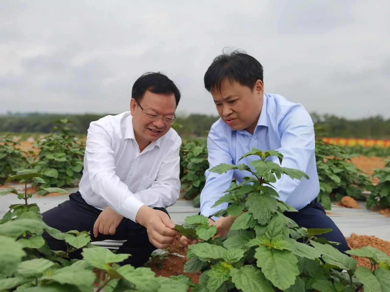 科技“唤醒”南药！广藿香荒坡扎根、化橘红变爆珠，詹若挺团队解锁“绿色宝藏”