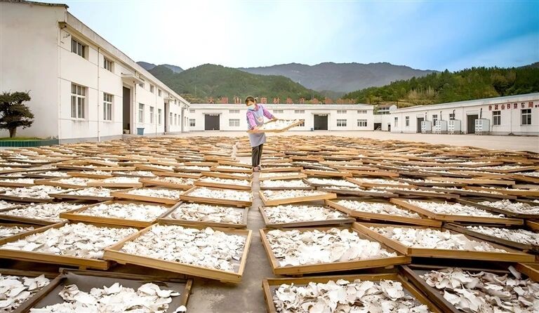 绿水青山如何“生”出45亿？这个革命老区走出中药产业振兴路