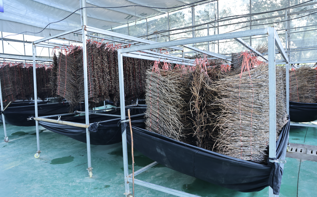 携“沛县蝉蜕”深耕黑蚱蝉产业！让黄河故道沙土地变乡村振兴“黄金地”