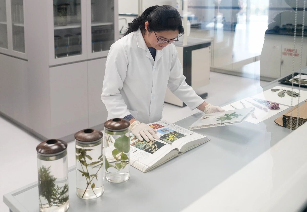 看!香港着力建设中医药走向国际“桥头堡” 看!香港着力建设中医药走向国际“桥头堡”