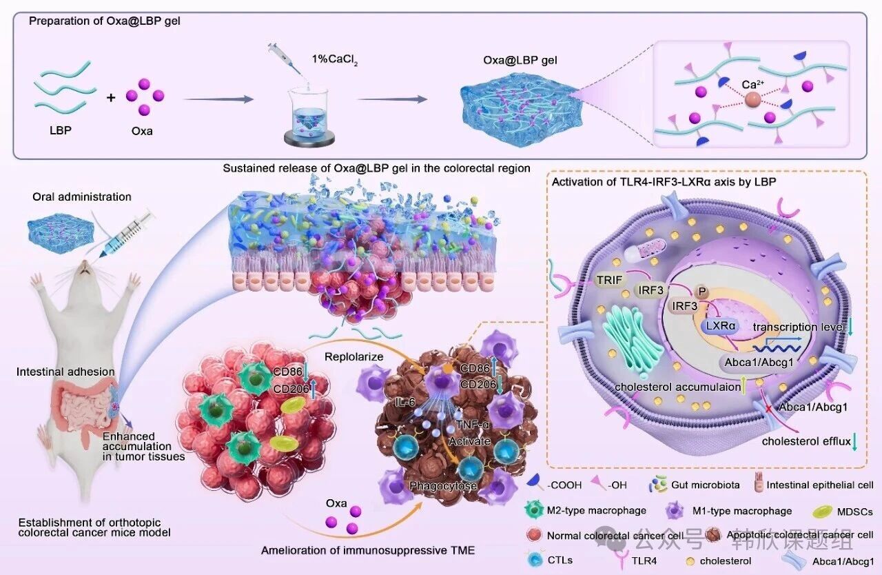 南京中医药大学团队研究成果登上国际期刊：枸杞子多糖可为结直肠癌化疗增效减毒