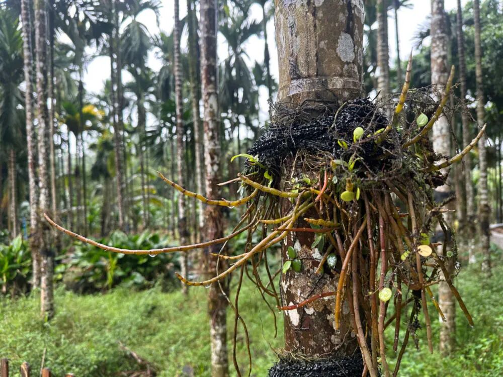 让“一带一路”共建国家共享中医药成果!海南借助“零关税”,推动中医药“出海” 让“一带一路”共建国家共享中医药成果!海南借助“零关税”,推动中医药“出海”