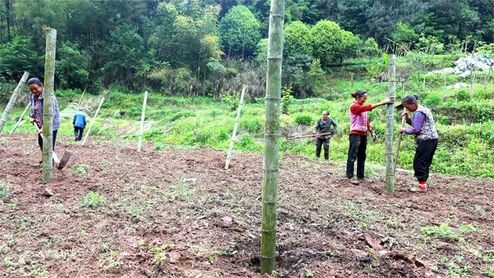 【中医药助力乡村振兴】贵州习水县小罗村:发展中药材 开出“致富方” 【中医药助力乡村振兴】贵州习水县小罗村:发展中药材 开出“致富方”