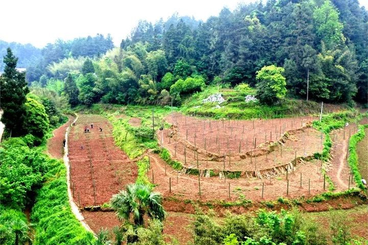 【中医药助力乡村振兴】贵州习水县小罗村：发展中药材 开出“致富方”
